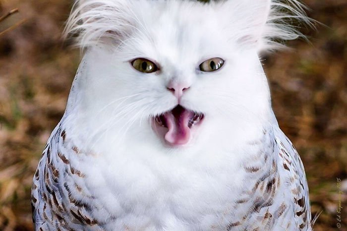 10+ Weird Cat And Bird Fusions Created Using Photoshop