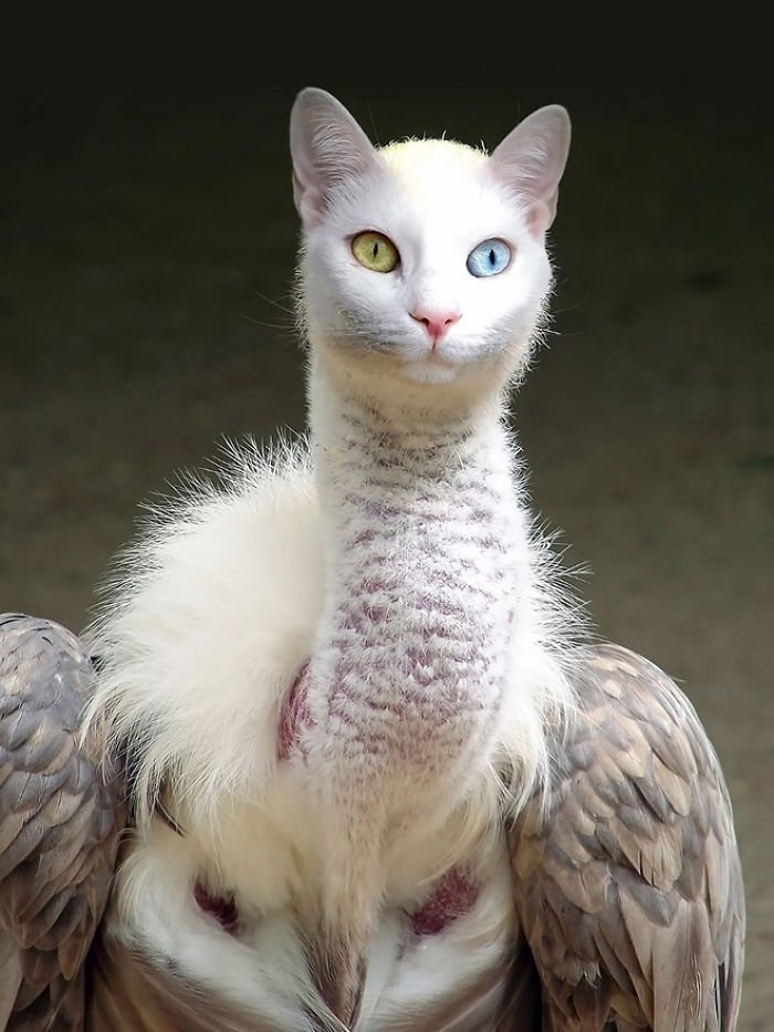 10+ Weird Cat And Bird Fusions Created Using Photoshop