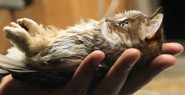 10+ Weird Cat And Bird Fusions Created Using Photoshop