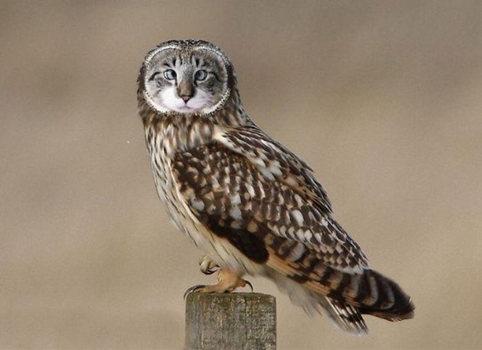 10+ Weird Cat And Bird Fusions Created Using Photoshop