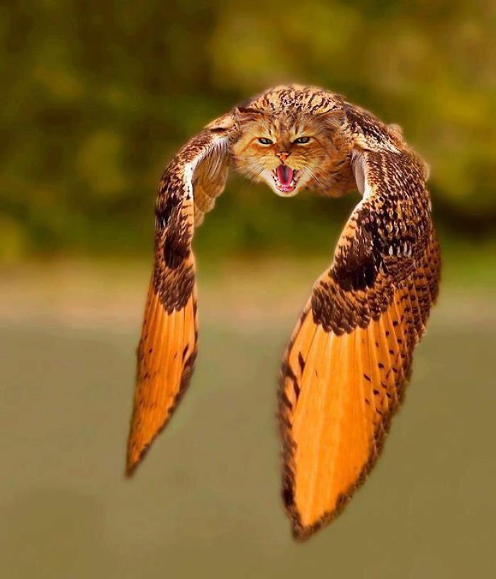 10+ Weird Cat And Bird Fusions Created Using Photoshop