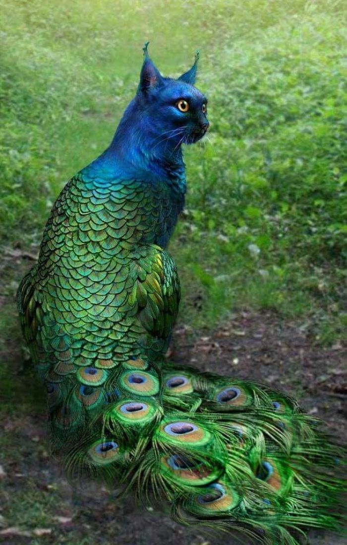 10+ Weird Cat And Bird Fusions Created Using Photoshop