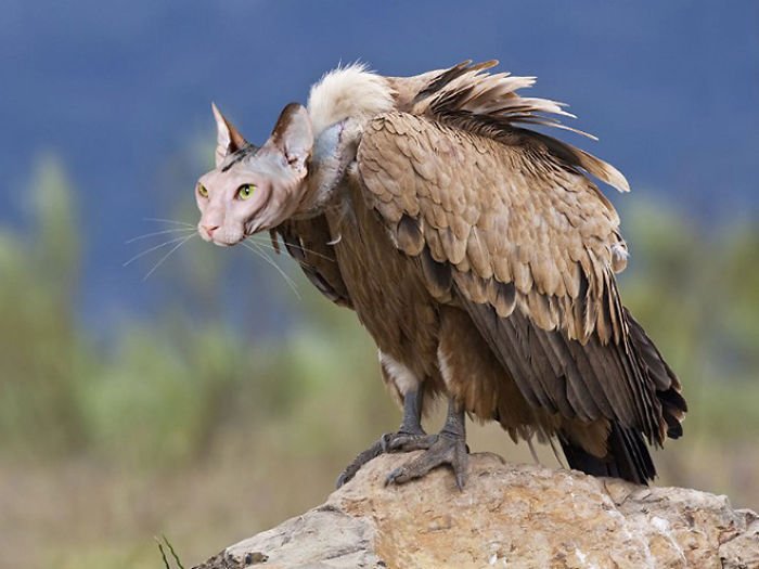 10+ Weird Cat And Bird Fusions Created Using Photoshop