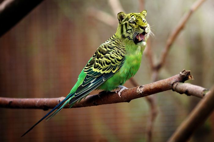 10+ Weird Cat And Bird Fusions Created Using Photoshop