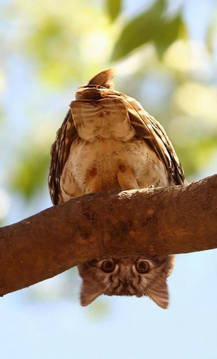 10+ Weird Cat And Bird Fusions Created Using Photoshop