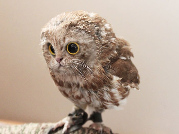 10+ Weird Cat And Bird Fusions Created Using Photoshop