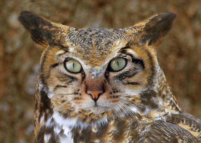 10+ Weird Cat And Bird Fusions Created Using Photoshop