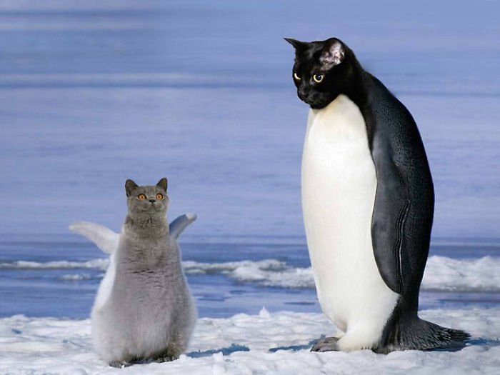 10+ Weird Cat And Bird Fusions Created Using Photoshop