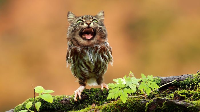 10+ Weird Cat And Bird Fusions Created Using Photoshop