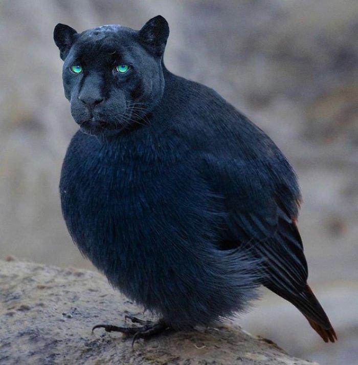 10+ Weird Cat And Bird Fusions Created Using Photoshop
