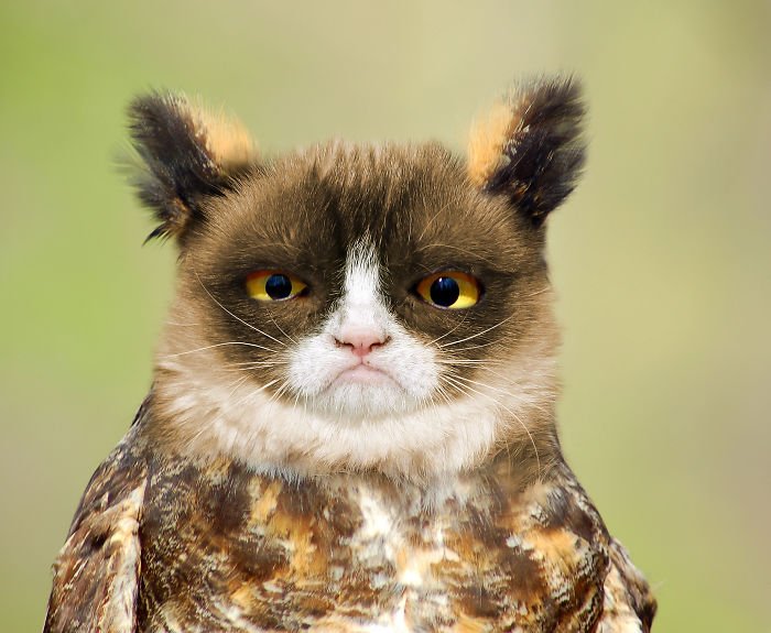 10+ Weird Cat And Bird Fusions Created Using Photoshop