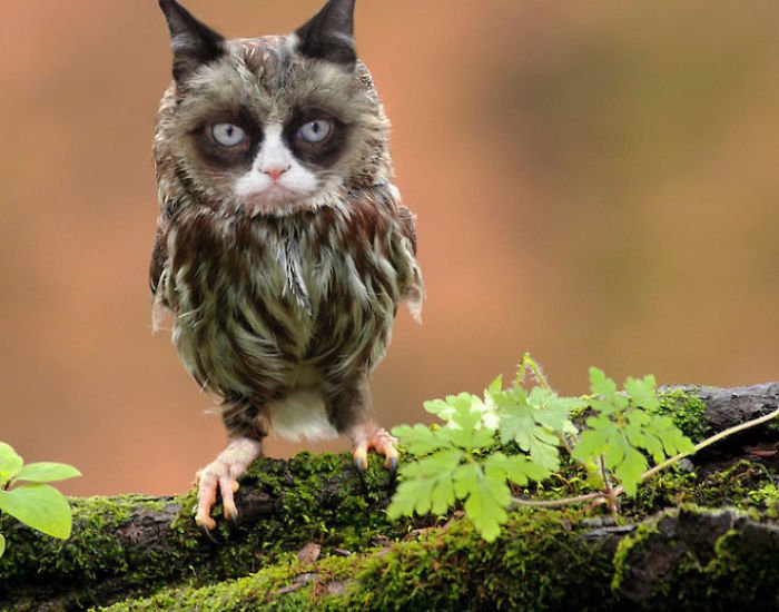 10+ Weird Cat And Bird Fusions Created Using Photoshop