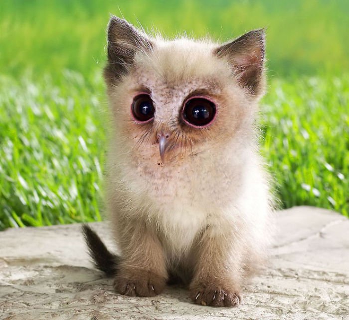 10+ Weird Cat And Bird Fusions Created Using Photoshop