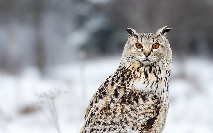 10+ Weird Cat And Bird Fusions Created Using Photoshop