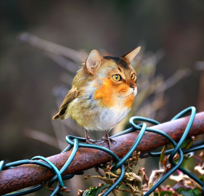 10+ Weird Cat And Bird Fusions Created Using Photoshop