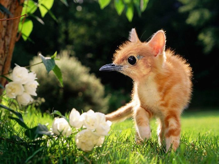 10+ Weird Cat And Bird Fusions Created Using Photoshop