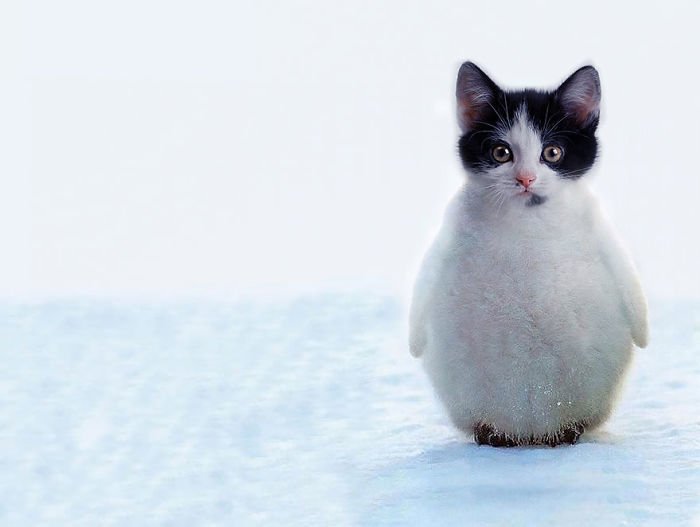 10+ Weird Cat And Bird Fusions Created Using Photoshop