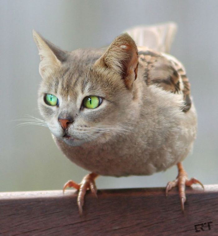 10+ Weird Cat And Bird Fusions Created Using Photoshop
