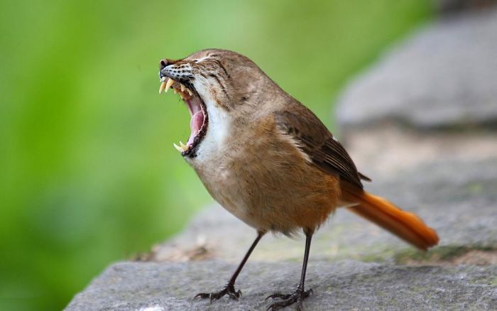 10+ Weird Cat And Bird Fusions Created Using Photoshop