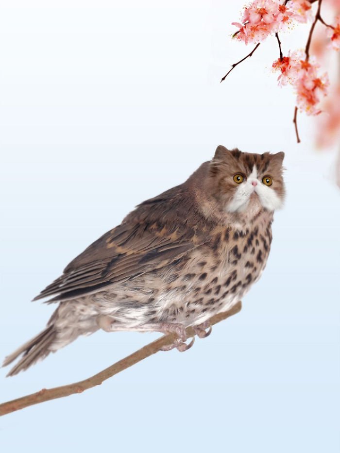10+ Weird Cat And Bird Fusions Created Using Photoshop