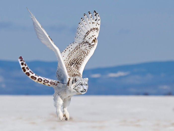 10+ Weird Cat And Bird Fusions Created Using Photoshop