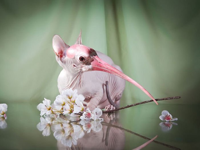 10+ Weird Cat And Bird Fusions Created Using Photoshop