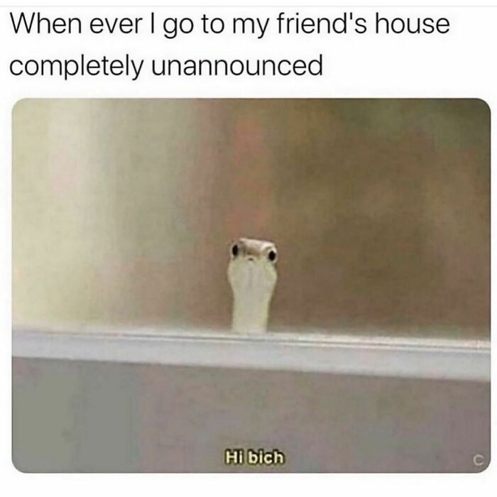Snake peeking over a surface humorously captioned; relatable friendship meme.