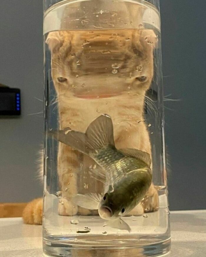 Cursed-Or-Blessed-Blursed-Images