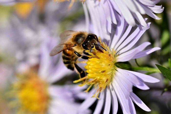 Close-up of a bee collecting nectar on a purple flower, illustrating nature facts from 40 useless facts to possibly impress friends.