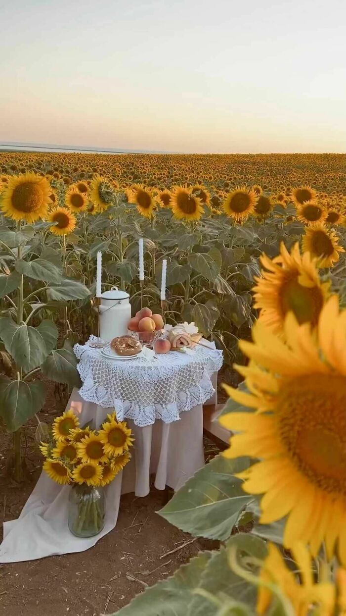 Sunflower Dream