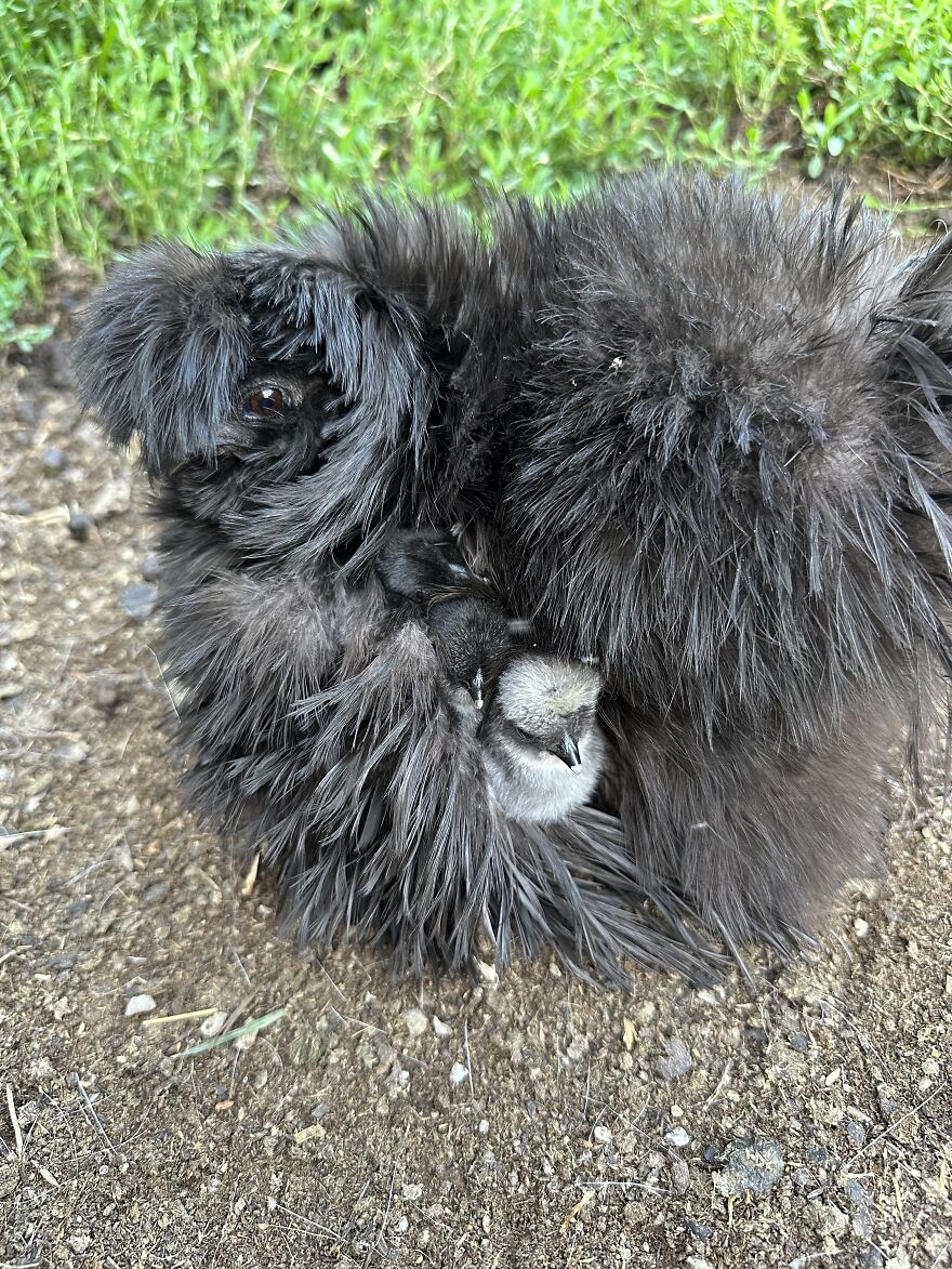 Crazy Chicken Poses Caught On Camera