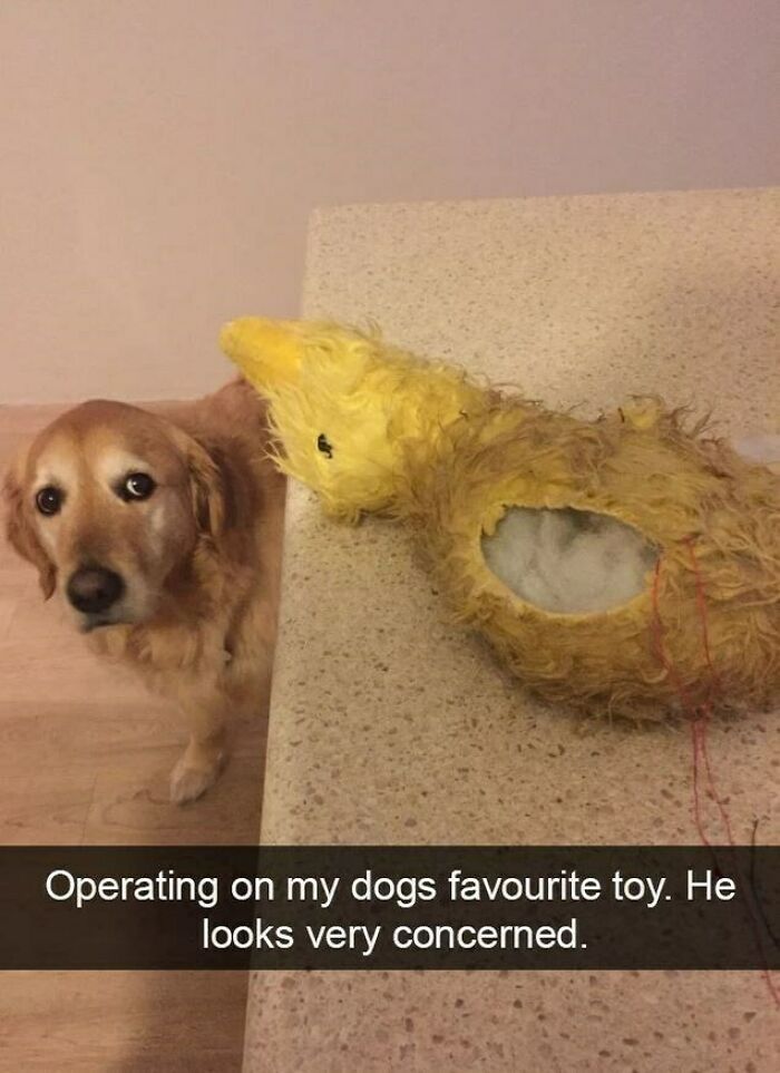 I Collected 18 Wholesome Dog Snaps That Might Make Your Day A Little Brighter