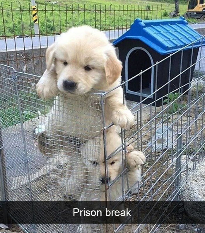 I Collected 18 Wholesome Dog Snaps That Might Make Your Day A Little Brighter