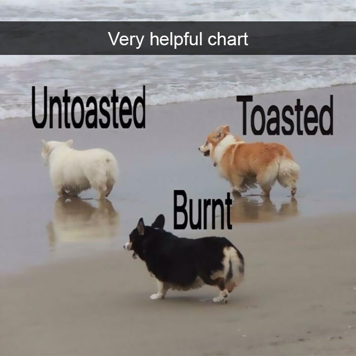 I Collected 18 Wholesome Dog Snaps That Might Make Your Day A Little Brighter