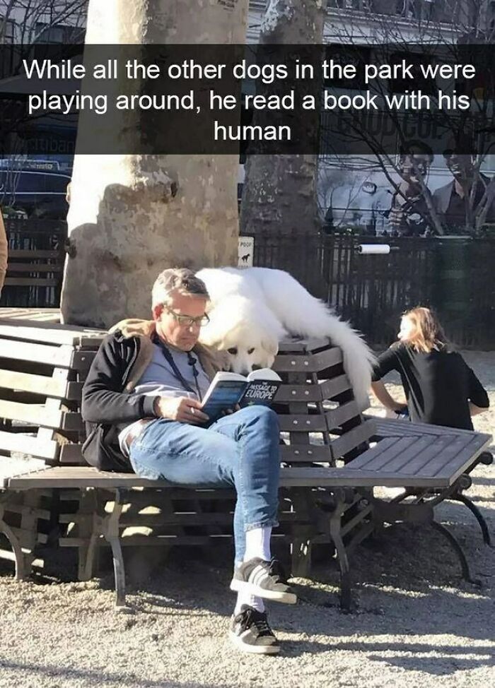 I Collected 18 Wholesome Dog Snaps That Might Make Your Day A Little Brighter