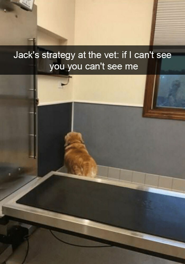 I Collected 18 Wholesome Dog Snaps That Might Make Your Day A Little Brighter