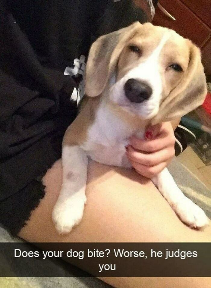 I Collected 18 Wholesome Dog Snaps That Might Make Your Day A Little Brighter