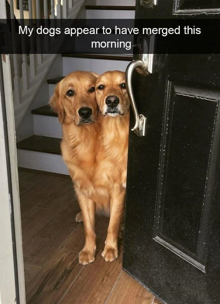 I Collected 18 Wholesome Dog Snaps That Might Make Your Day A Little Brighter