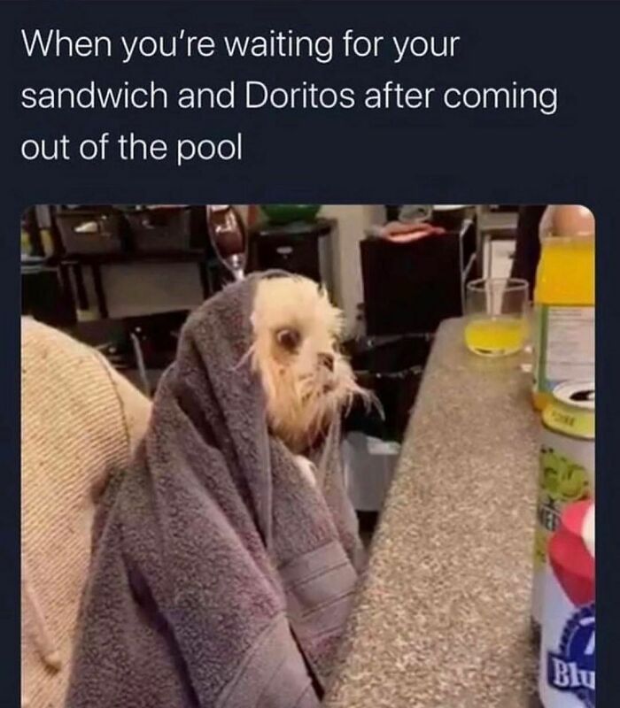Wet dog wrapped in a towel waiting for food, perfect for 44 hilariously relatable memes about everyday moments on IG.