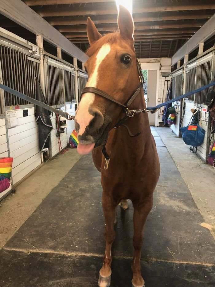 Most Photogenic In The Barn Award Goes To Fancy-Schmancy The Dancy Prancy Pants-Eating Demon