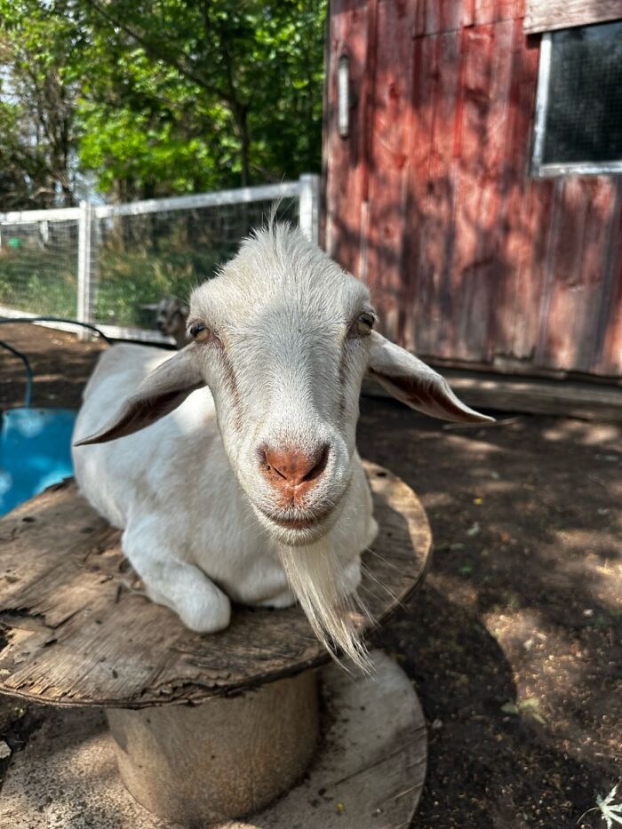 Rescue Goats And Sheep Living Their Best Life (37 Pics)