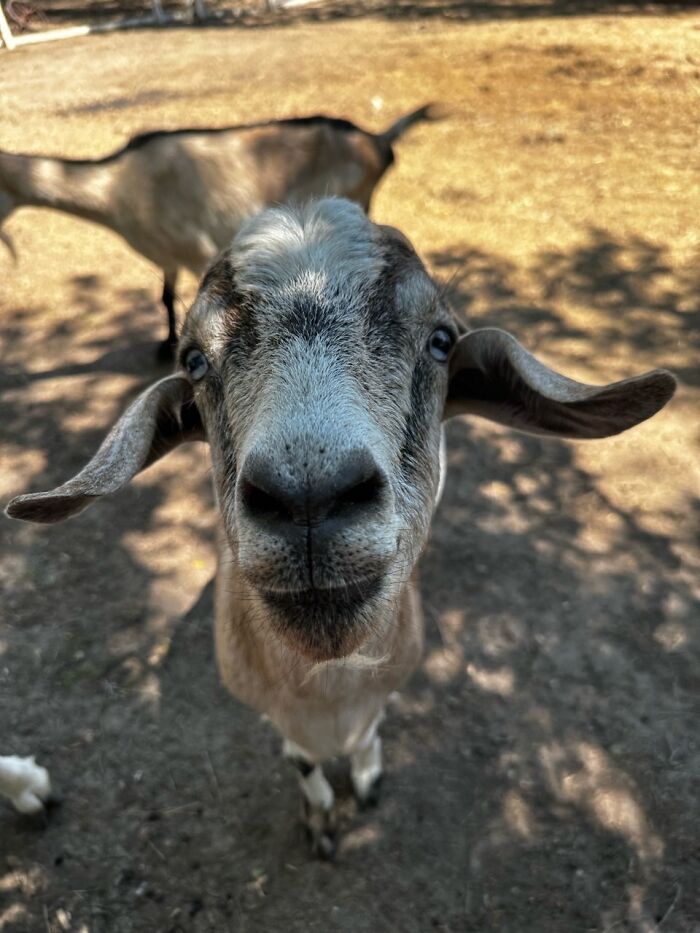 Rescue Goats And Sheep Living Their Best Life (37 Pics)
