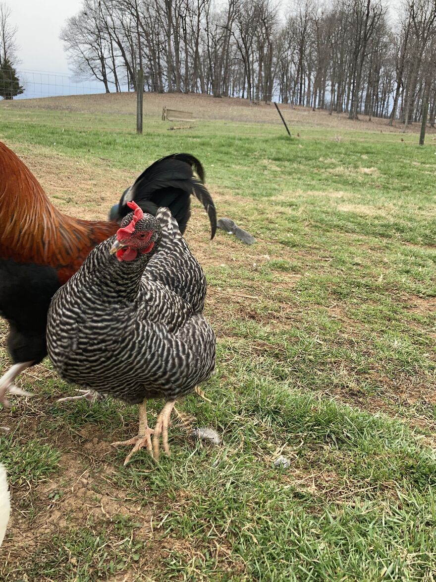 Crazy Chicken Poses Caught On Camera
