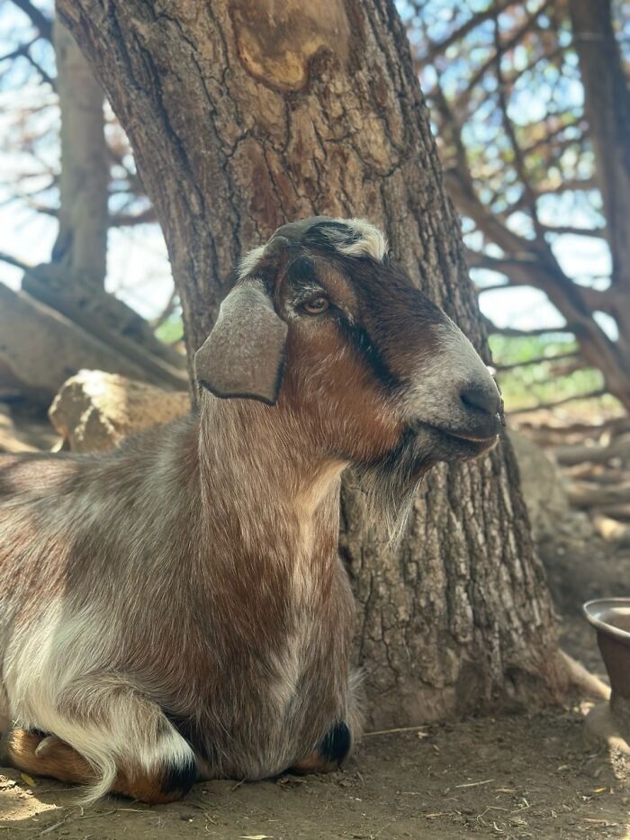 Rescue Goats And Sheep Living Their Best Life (37 Pics)