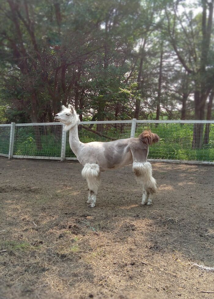 Rescue Goats And Sheep Living Their Best Life (37 Pics)