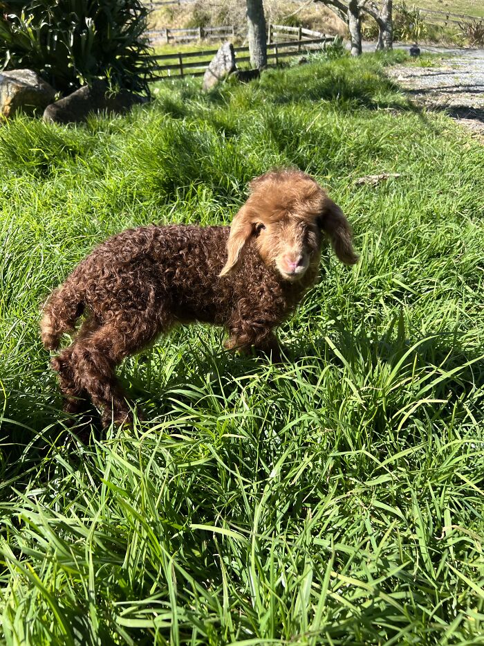 My Journey Of Hand-Rearing An Abandoned Lamb; Here Are The First Six Days