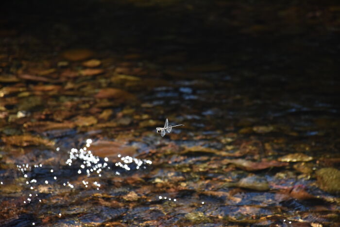When I Finally Managed To Capture A Good One Of A Dragonfly After Trying All Weekend!