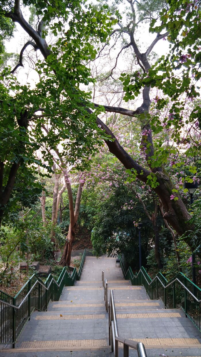 A Quiet Path Down From A Hill