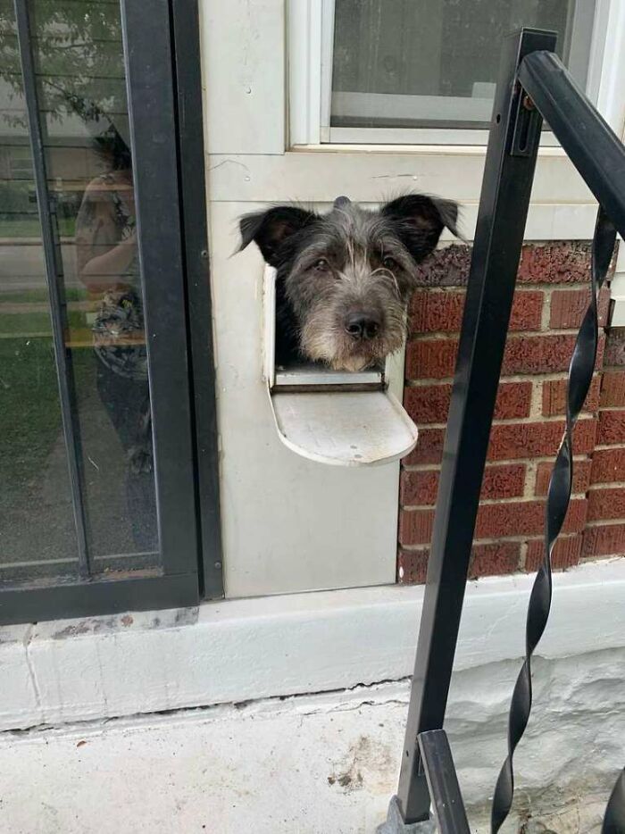 Dog Sticks His Head Out Of The Mailbox Every Morning To Greet The Neighbors