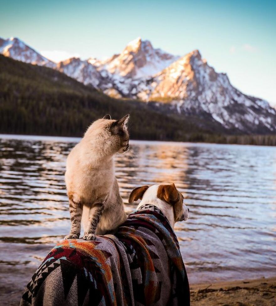 Rescue Dog And Cat Become Besties And Take Adventures Together